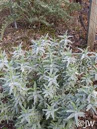 Image result for Salvia stenophylla