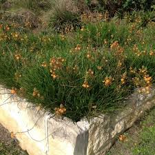 Image result for Bulbine capitata