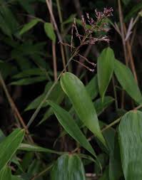 Image result for Olyra latifolia