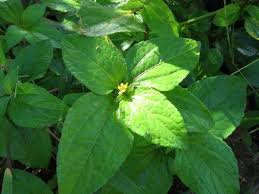 Image result for Synedrella