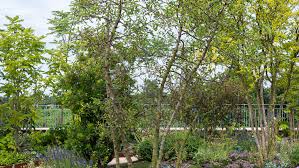 Image result for Pyrus pyrifolia