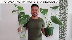While all of the solutions for watering indoor plants while on vacation discussed so far have been ways to take care of houseplants that are you usually need to water plants that are newly repotted from the top forabout 12 weeks or so before switching to the reservoir while the plant roots establish. Propagating My Monstera Deliciosa Houseplant Update Spring 2019 Youtube