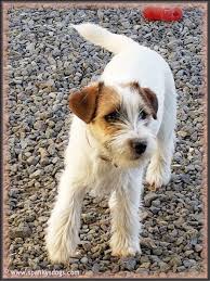 We did not find results for: Spanky S Jack Russell Terrier Puppies For Sale Start With Awesome Jrt Moms