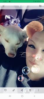 Lost dog Location: Mason woods Last seen: Running towards the highway 99