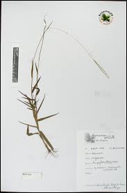 Image result for Digitaria longiflora