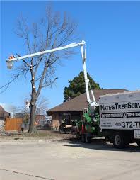 We provide a full range of tree services and always work to the highest standard, with extensive experience working with a variety of private and commercial clients. Nate S Tree Service Nate S Tree Service
