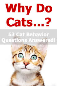 Stray and feral cats are described by many labels: Why Do Cats A Guide To Understanding Feline Behavior Thecatsite Articles