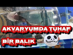 Akvaryumlari Yerle Bir Eden Balik Akvaryum Baliklari Kedi Baligi Kedi Baligi Ciklet Baliklari Akvaryum Baligi
