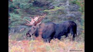 34 1 moose black silhouette. Bull Moose In Rut Algonquin Park Youtube