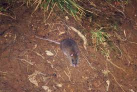 The northern luzon giant cloud rat (phloeomys pallidus) is a large species of rodent that is endemic to the luzon island of the philippines. Mount Pulag National Park Ambassador Report Our Actions Tunza Eco Generation