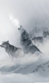 We hope you enjoy our growing collection of hd images to use as a background or home screen for your smartphone or computer. Wolf Wallpaper Hd For Mobile 768x1280 Wallpaper Teahub Io