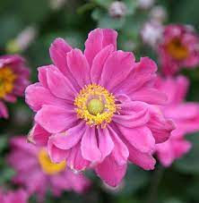 Buy Japanese Anemone Anemone Hupehensis Var Japonica Pamina Anemone Japanese Anemone Japonica