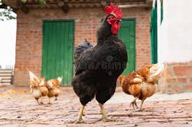 Il gallo nero è lo storico simbolo del chianti, adottato come marchio per il vino chianti classico dal consorzio che ne raggruppa i produttori. Gallo Nero Con La Cresta Rossa Foto Foto Stock Gratis E Royalty Free Da Dreamstime