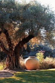 Https Hello Moment S Tumblr Com Post 164936944871 Mediterraner Garten Mediteraner Garten