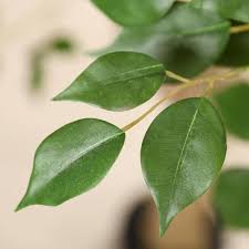 Image result for Ficus muelleriana