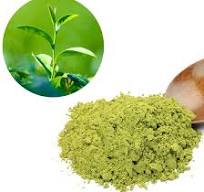 Green tea extract powder, a health food ingredient ...