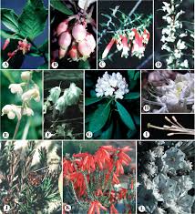 Image result for Apocynaceae subfamilies Asclepiadoideae and Secamonoideae