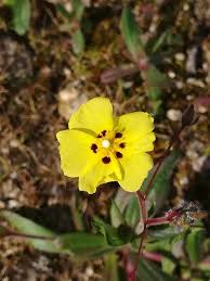 Image result for Turraea mombassana