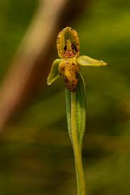 Image result for Platycoryne pervillei