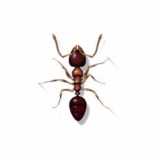 Your pest control business is growing, but you want for it to grow faster. Pest Control Pest Inspection Fast Pest Controllers