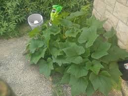 The cucumber plant is a sprawling vine with large leaves and curling tendrils. Is This Actually A Cucumber Plant Gardening Landscaping Stack Exchange