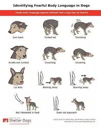 What Are The Signs Of A Dog Being Aggressive Towards His