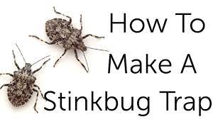We did not find results for: Stink Bug Control How To Get Rid Of Stink Bugs