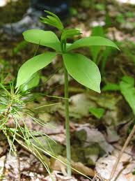 Image result for Pogonochloa