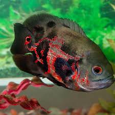 Ada jutaan lebih spesies ikan hias yang tersebar di seluruh dunia. Daftar Harga Ikan Oscar Bulan Mei 2021 Terbaru