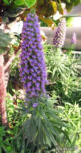 Image result for Exochaenium exiguum