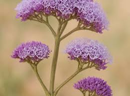 Image result for Plumbaginaceae