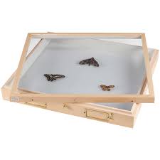 After studying this section, you should be able to 4 factors effecting aquatic weed growth factors that affect aquatic weed growth: Cornell University Cabinet Insect Drawer Forestry Suppliers Inc