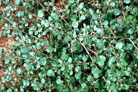 Image result for Trianthema