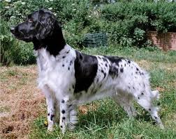 Image result for Velký münsterlandský ohař