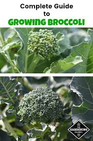 Check spelling or type a new query. How To Grow Broccoli Gardening Channel