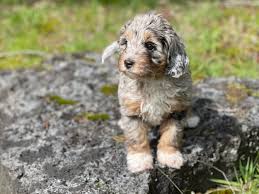 A fun, smart, & loyal breed! Blue Skye Doodles Mini Medium Bernedoodles Aussie Mountain Doodles In Oregon