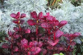 Image result for Iresine herbstii