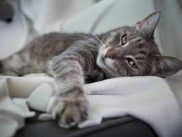 Death occurs within a couple of minutes when the heart stops beating. Is In Home Euthanasia Right For You And Your Cat