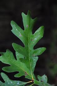 Image result for white oak leaf