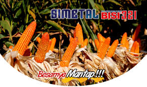 Sebagian besar dijadikan makanan ternak. Morfologi Tanaman Jagung Jagungbisi Com