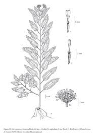 Image result for Anisopappus chinensis