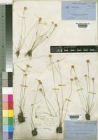 Image result for Ascolepis protea