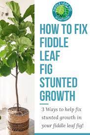 How To Fix Fiddle Leaf Fig Stunted Growth Fiddle Leaf Fig Fig Plant Fiddle Leaf