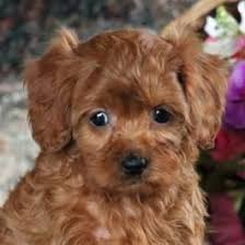 Each puppy has been lovingly cared for by the family and. Pin On Cavapoo Puppies
