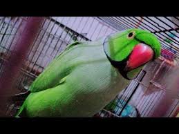 Metho Speaking Parrot Talking Everything Indian Ring Neck Parrot Metho Mian Mittu Bolne Wala Tota Youtube Talking Parrots Indian Rings Parrot