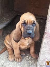 Black And Tan Coonhound Puppies For Sale In Ohio Bloodhound My Next Dog Bloodhound Puppies Cute Baby Animals Hound Puppies
