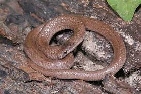 Smooth Earth Snake Virginia Valeriae Snake Virginia Smooth