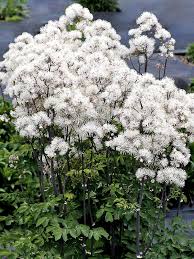 Image result for Thalictrum