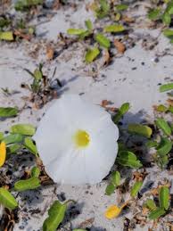 Image result for Ipomoea stolonifera