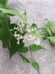 Check spelling or type a new query. Vine With Tiny White Flowers